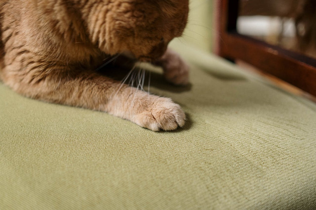 Comment protéger votre canapé des griffures de chat ?