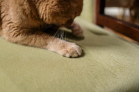 Comment protéger votre canapé des griffures de chat ?