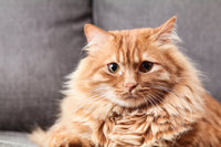 Protéger son canapé des animaux de compagnie