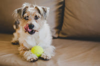 Protéger Votre Canapé Contre les Poils de Chien