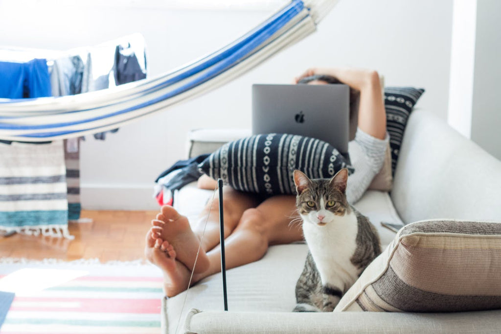 Pourquoi Mon Chat Fait il Pipi sur le Canapé ?
